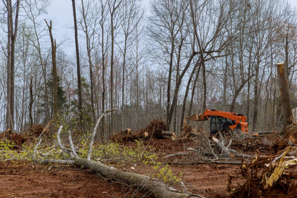 How Our Tree Care Process Works  in  Kewanee, IL