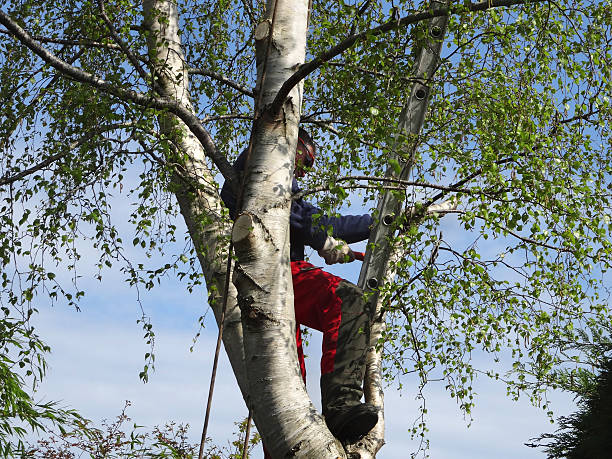 Professional Tree Services in Kewanee, IL